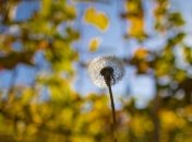 Погода в Украине: туман, холодные ночи и теплые дни