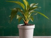 Кімнатні рослини потребують регулярного підживлення  (зображення створено за допомогою ШІ)