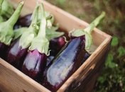 Как увеличить урожайность баклажанов