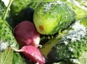 "Шесть часов и готово": Клопотенко поделился рецептом малосольных огурцов (видео)