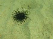 CRISPR в действии: ученые сделали морских ежей альбиносами