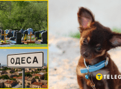 В Одесі знайшли кладовище тварин посеред місця відпочинку