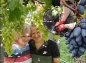 Как правильно вырастить виноград