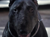 Депутат "Укропа" избил женщину за просьбу взять питбуля на поводок