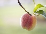 Чем полезен персик?