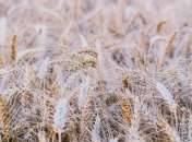 Приметы и обряды на 21 июля - День Прокопия-Жнеца, Жатвенник