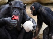 Как предки человека начали приобщаться к алкоголю