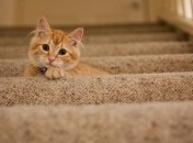 Создайте для вашего кота мир, полный приключений