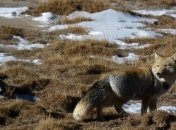 В Украине фиксируется стремительный рост заболеваний бешенством