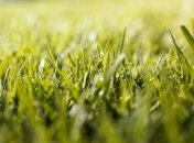 Вапнування допоможе виростити соковиту та густу траву на газоні