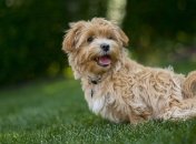 Погода на сьогодні: в Україні буде спекотно, на заході пройдуть дощі з грозами