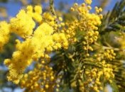 Прогноз погоды 11 мая в Украине: похолодает, местами заморозки