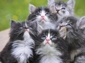 Список животных, которые лечат болезни людей