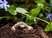 Чтобы не отравлять животное, можно использовать более щадящее средство