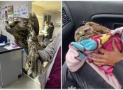 Птица была спасена