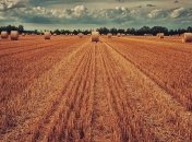 Україна може вдвічі збільшити врожайність пшениці