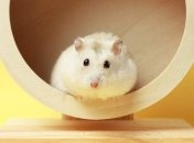 У Гонконзі через коронавірус вб’ють 2000 хом’яків