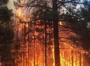 Под Станицей Луганской горит лес: во время тушения мужчину ранило взрывом мины