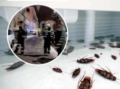 Яд против тараканов оказал воздействие и на россиян