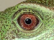 Палеонтологам удалось обнаружить останки самого древнего четвероногого