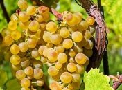 Какая ягода может спасти от смертельной болезни (Фото)