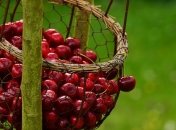 Черешня противопоказана людям, страдающим от заболеваний кишечника