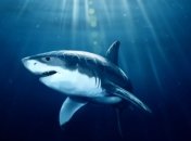 В Китае отели исключают из меню блюда из акульих плавников