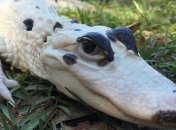 Подборка прикольных и забавных картинок зарядит позитивом