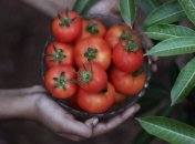 Чем подкармливать помидоры, когда они цветут