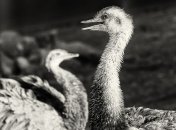 Палеонтологи нашли в Крыму останки гигантской доисторической птицы