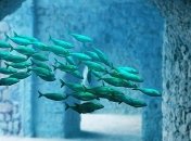 Неимоверная дикая фауна за стеклом (Фото)