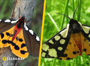 Медведица-хозяйка