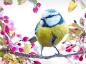 Первый день весны: душевные СМС-поздравления, открытки