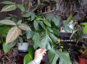 Квартирные джунгли