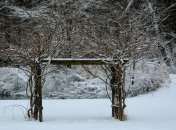 Глициния в декабре