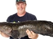 Шокирующий улов рыбака - гигантский змееголов