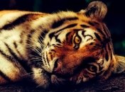 10 видов животных, популяция которых уменьшилась по вине человека