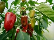 Рослинам потрібне підживлення