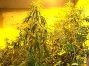 В киевском подвале обнаружили плантацию конопли 