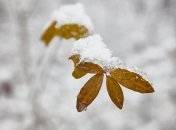 До середины ноября снега ждать не стоит