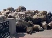 Амур напал на Хабаровск: глыбы льда снесли набережную в России (видео)