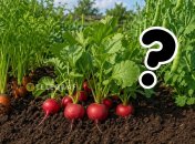 Морковь, редис и горох