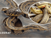 Змії зазвичай не атакують першими