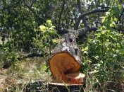 В Киеве на взятке за вырубку деревьев "погорел" чиновник