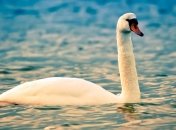 Спасатели Севастополя просят о помощи пернатым