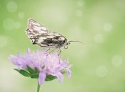 14 июля - праздник, что категорически запрещено делать, главные приметы