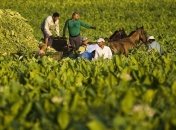 Польша существенно повысит налоги на табак