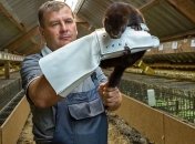 В Нидерландах работник фермы заразился коронавирусом от норки 