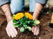 Аспирин способствует улучшению здоровья цветов