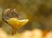 Забавные кадры непременно вас повеселят 